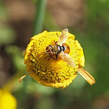 Gymnosoma cf. rotundatum 20110528.jpg