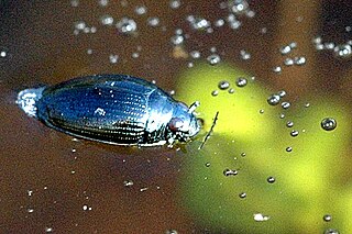 <i>Gyrinus substriatus</i> Species of beetle