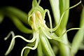 Habenaria pantlingiana