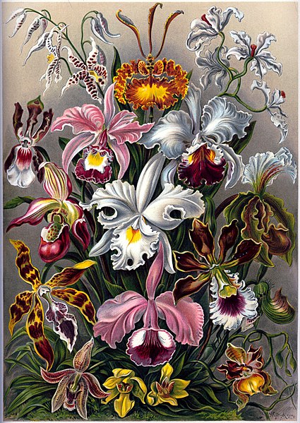 File:Haeckel's Orchids.jpg