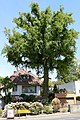 image=https://commons.wikimedia.org/wiki/File:Haibach_ND_Quercus_Jahnstr.jpg