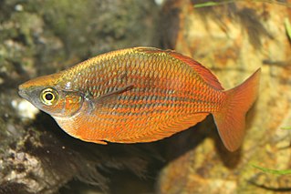 <i>Glossolepis</i> Genus of fishes