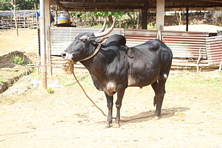 <span class="mw-page-title-main">Hallikar</span> Breed of cattle