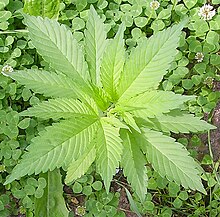 Hemp plant Hanf.jpg