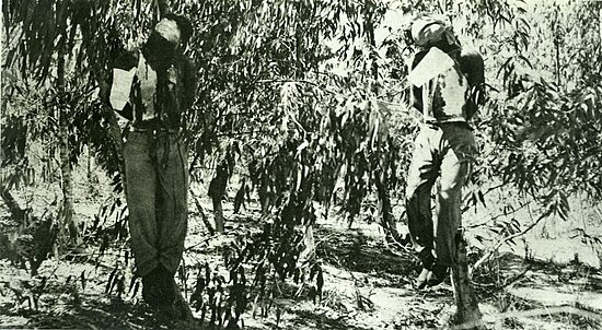 The hanged bodies of Sergeants Clifford Martin (left) and Mervyn Paice.