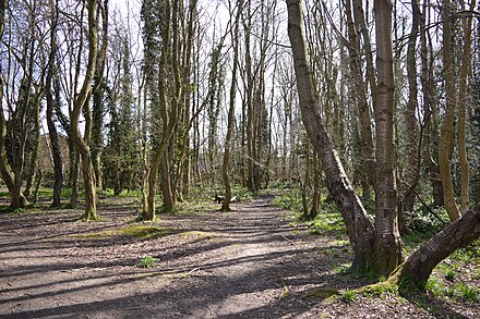 Harebreaks Wood 8.JPG