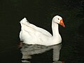 Schwan schwimmend