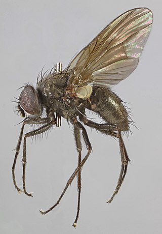 <i>Hebecnema nigra</i> Species of fly