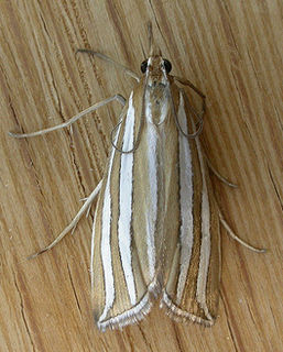 <i>Hednota</i> Genus of moths