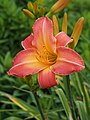 Hemerocallis 'Camphor Flame', Liliowiec 'Camphor Flame', 2023-07-07