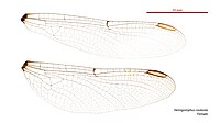 Hemigomphus cooloola female wings (34928266501).jpg