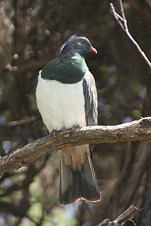New Zealand pigeon species of bird