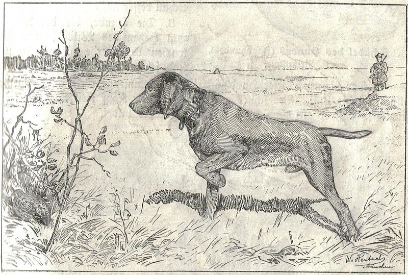 File:Heubach hunting dog.jpg