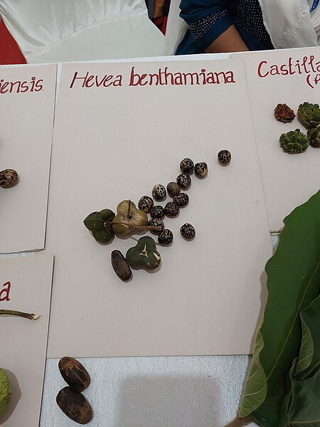 File:Hevea benthamiana seeds.jpg