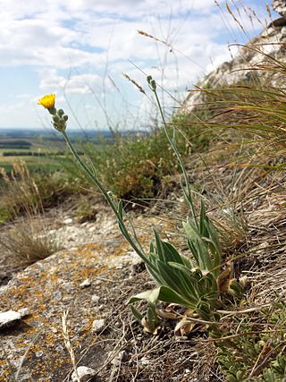 <i>Pilosella echioides</i> Species of flowering plant