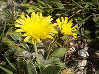 Hieracium peleterianum