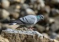 Hill Pigeon (Columba rupestris) (33789176793).jpg