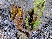 Hippocampus kuda (Caballito de mar del estuario amarillo) .jpg