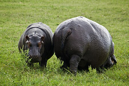 Tập_tin:Hippos_in_SA.jpg