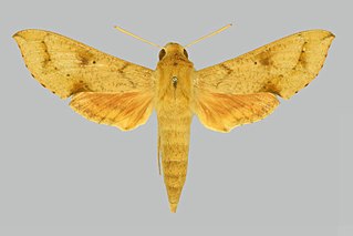 <i>Hippotion rebeli</i> Species of moth