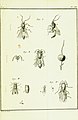 Histoire abregée des insectes (1762) (14801127013).jpg