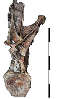 <i>Histriasaurus</i> Extinct genus of dinosaurs