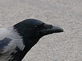 Hooded Crow-Mindaugas Urbonas-7.jpg