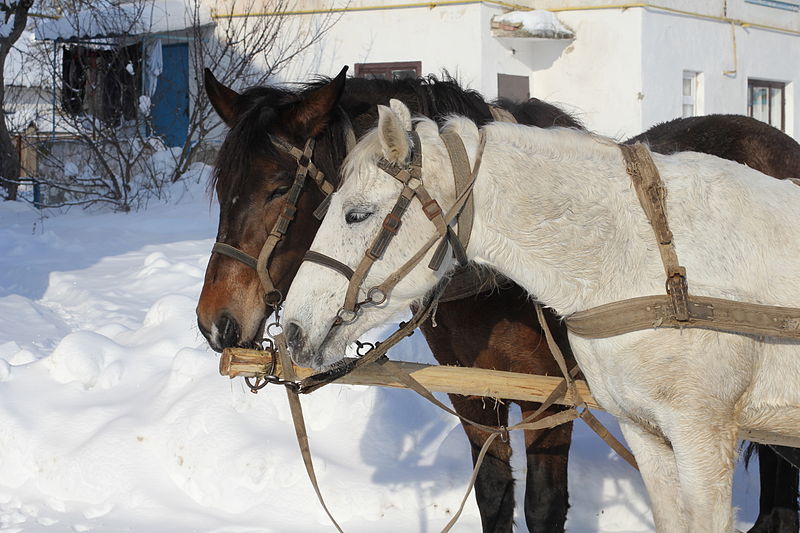 File:Horses closeup 2012 G2.jpg