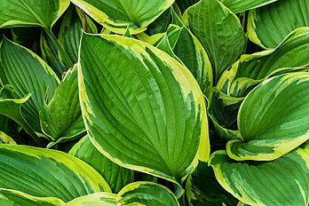 Hosta sieboldiana, cultivar de uma planta originária do nordeste da Ásia. (definição 6 000 × 4 000)