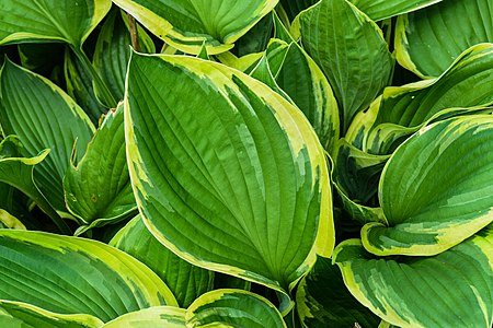 Hosta sieboldiana cultivar 'Yellow Splash Rim'