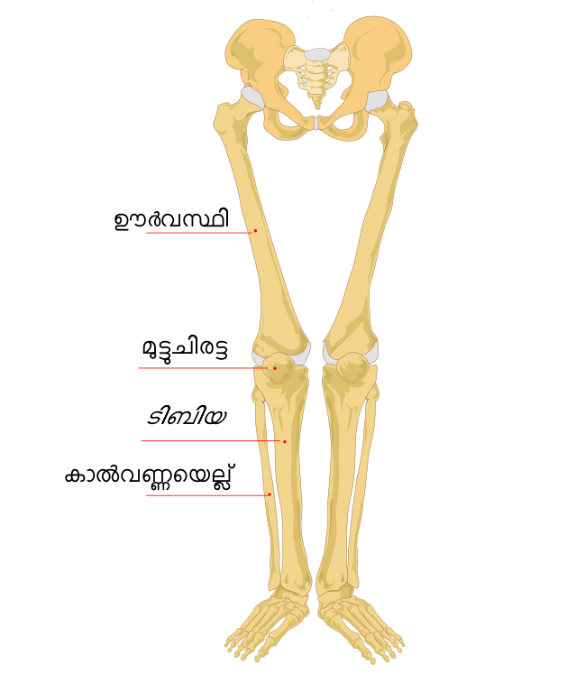 File:Human skeleton front en.svg - Wikipedia