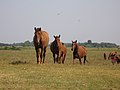 Miniatuurafbeelding voor de versie van 11 dec 2016 17:00