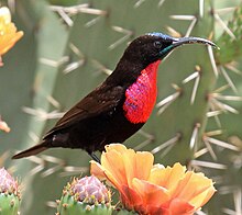 Hunters Sunbird RWD3d, crop.jpg