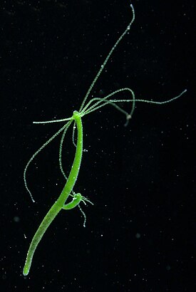 Hydra viridissima