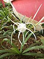 Hymenocallis littoralis (181218-1315)