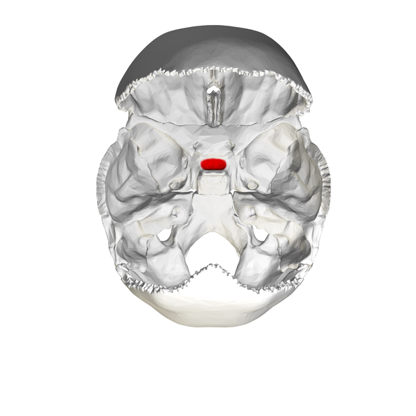 File:Hypophysial fossa02.png