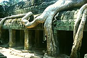 Angkor: Ta Prohm, Tetrameles nudiflora
