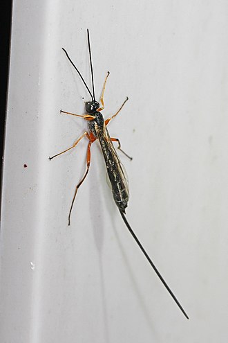 Ichneumon wasp - Rhyssella nitida, Woodbridge, Virginia.jpg