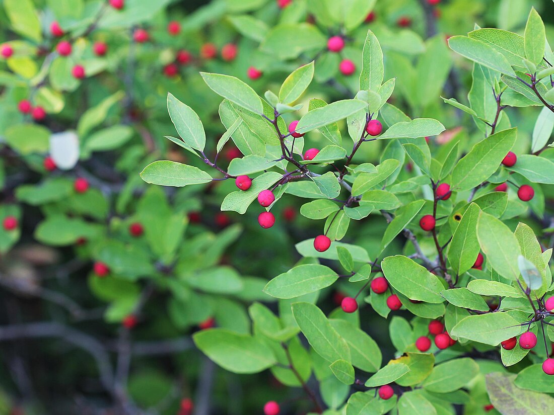 Ilex mucronata