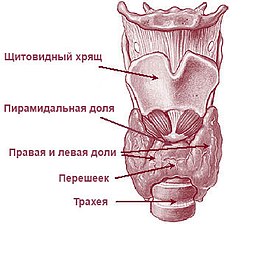 Тиреотоксический периодический паралич возникает, когда щитовидная железа выделяет избыточное количество тироксина