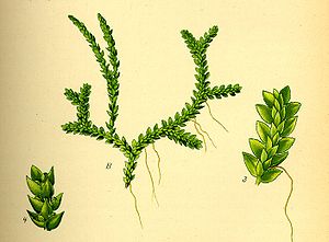 Paproć zwyczajna (Selaginella helvetica), ilustracja