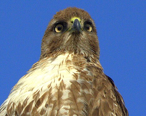 Head and shoulders portrait of an Immature Red-tailed hawk