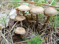 Inocybe calamistrata 47835.jpg