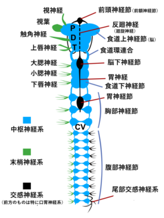 節足動物 Wikipedia