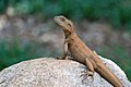 * Nomination Australian Water Dragon (Intellagama Lesueurii). Brisbane, Australia --Bald white guy 07:12, 14 February 2021 (UTC) * Promotion  Support Good quality. --Tesla Delacroix 08:47, 14 February 2021 (UTC)