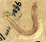 מאובן של Iotuba chengjiangensis