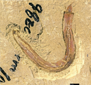 <i>Iotuba</i> Cambrian taxon