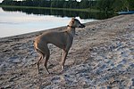 Миниатюра для Файл:Italian Greyhound Isabella.jpg