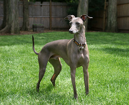 Tập_tin:Italian_Greyhound_standing_gray.jpg