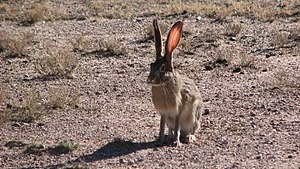 Lepus Libakol: Pimtara, Vexala dem katceem, Pulasa vuestexa is xantaza